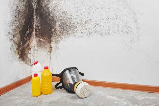 Best Black Mold Removal  in Robbinsdale, MN