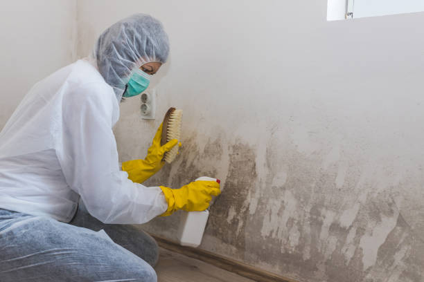 Best Professional Mold Removal  in Robbinsdale, MN