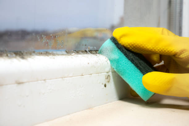 Best Mold Testing  in Robbinsdale, MN