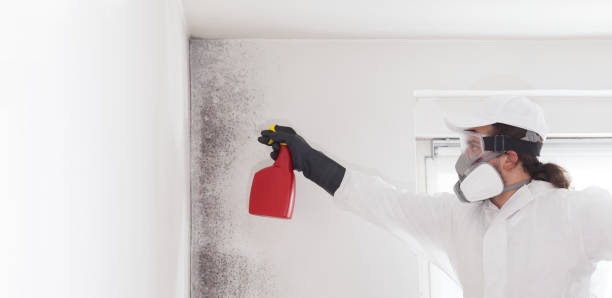 Attic Mold Removal in Robbinsdale, MN