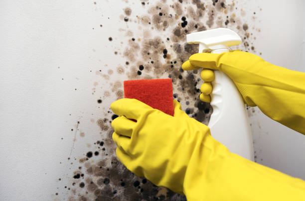 Best Mold Removal Company Near Me  in Robbinsdale, MN