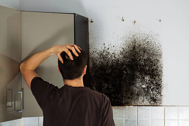Best Mold Damage Repair  in Robbinsdale, MN