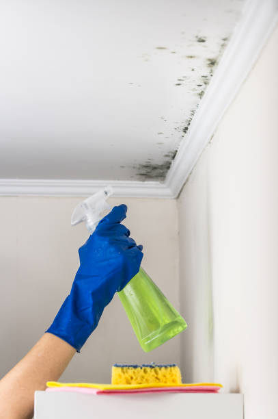 Best Mold Testing  in Robbinsdale, MN