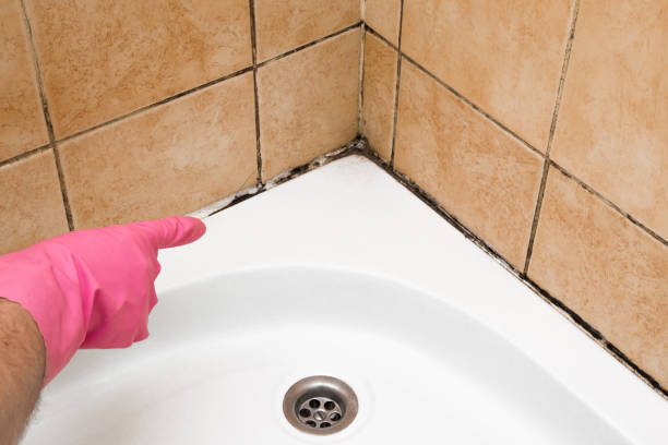 Best Certified Mold Removal  in Robbinsdale, MN