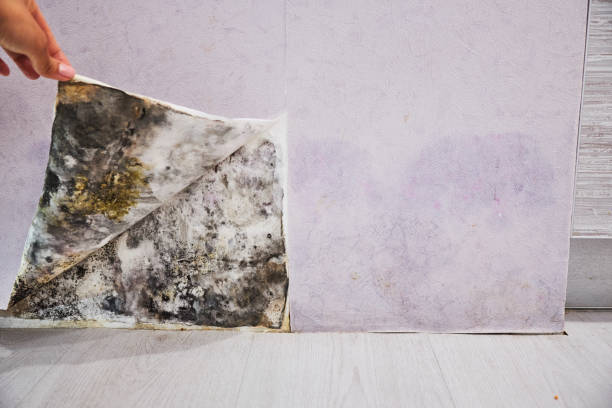 Trusted Robbinsdale, MN Mold Removal Experts